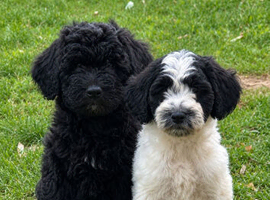 Hybrid sproodle pups