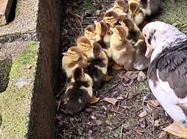 Muscovy Ducklings