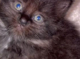 2 9 week old kittens. Ready now