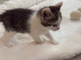 Playful & Chunky Kittens