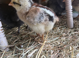 2-3 week old unsexed hybrid chicks