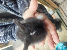 Baby lionheads