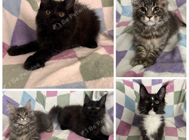 AMAZING HEALTH TESTED TICA REGISTERED MAINE COON KITTENS