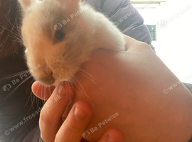 BABY BUNNIES READY IN 6 WEEKS!!!