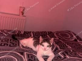 Cat for sale