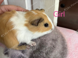Baby guinea pigs.