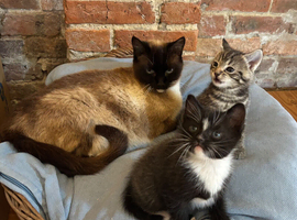 Adorable Kittens