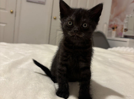 Scottish fold kitten