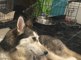 Storm the husky