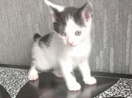 1 beautiful male kitten looking for forever homes