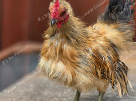 Serama silkie Cockerell