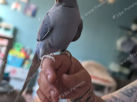 Double factor violet Hand Tame