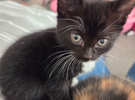 12 week old kitten
