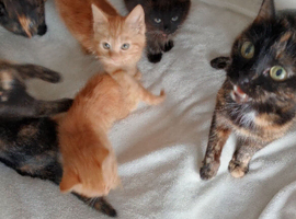 Kittens for sale