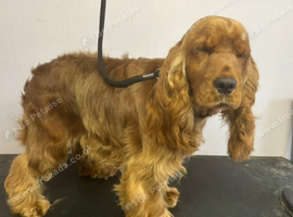 6 yr old female cocker spaniel