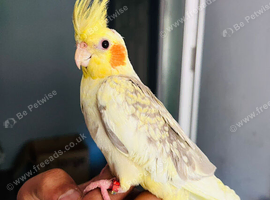 Baby hand tame cockatiels