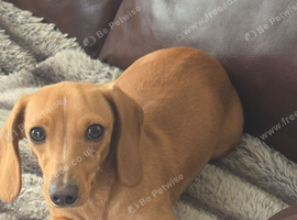 Miniature dachshund bitch kc reg
