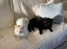 Black and White Cats