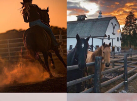 Looking for horse hire near south wales
