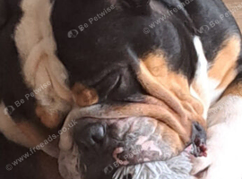 5 year old English bulldog