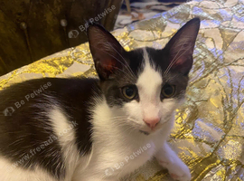 Adorable [Breed/Colour] Kitten Ready for a Loving Home