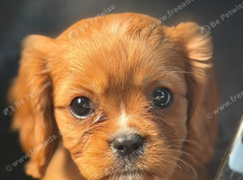 KC REG RUBY CKC  Cavalier King Charles