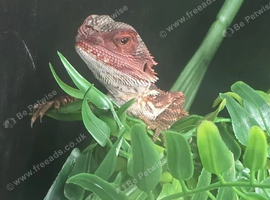 Red monster bearded dragon with his full set up