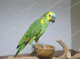 Stunning blue fronted amazon
