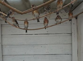 Goldfinch mules