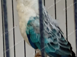 Kakariki and redrump hens