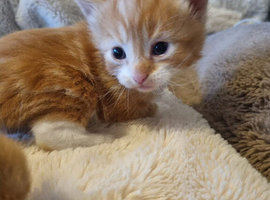 Kittens for sale2