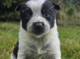2 Boy Border Collie Pups left ready 10th October