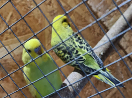 2 stunning black winged budgies