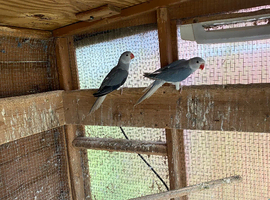 Indian ringnecks