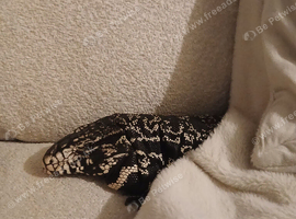 Tegu monitor