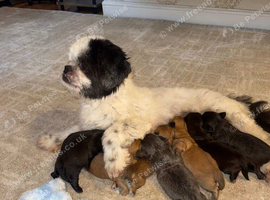 Beautiful Shih Tzu Puppies