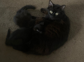 Two Black Kittens for sale