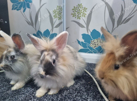 Beautiful male lionheads