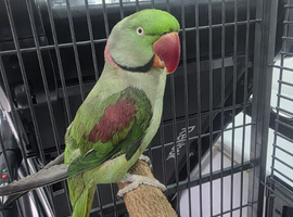 Stunning Semi-Tamed Alexandrine Parrot for Sale &ndash; Complete Setup Included!