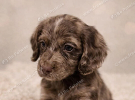 Gorgeous Show Cocker Spaniel Puppies &ndash; 1 Boy & 2 Girls