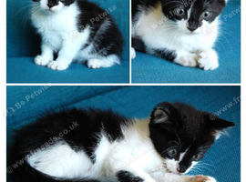 Kittens looking for new home (nr Canterbury, Kent)