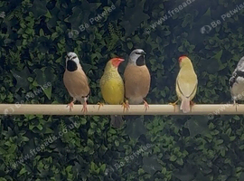pair of parson finches