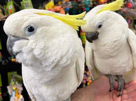 Yellow Crested Cockatoo Glasgow