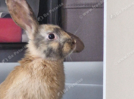 10 week old male rabbit