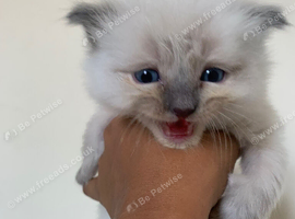 Ragdoll Kittens