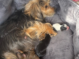 Rare Parti Yorkie Girls + Classic Siblings &ndash; 4 Girls & 1 Boy!