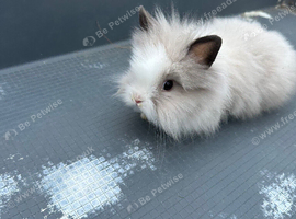 Lionhead bunnies