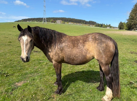 Registered Welsh Cob (Section D) potential Broodmare
