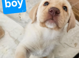 Last two golden chunky labrador puppies for sale