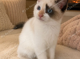 Hello everyone I want a kitten